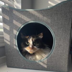 Cat sitting inside a grey fabric cube-shaped cat house with a round opening, partially lit by sunlight.
